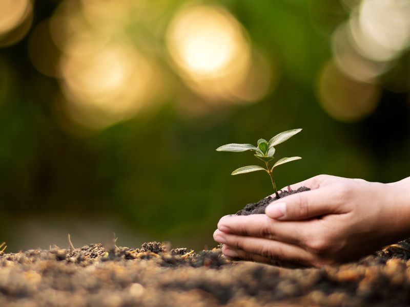 Hands holding a small growing plant representing healing, emotional growth, and personal development through therapy.
