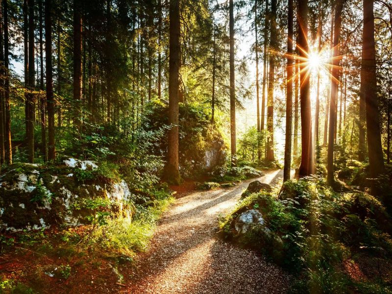 Pathways Website Images Sunlit nature pathway surrounded by trees representing healing, growth, and emotional wellness at Pathways of Florida.